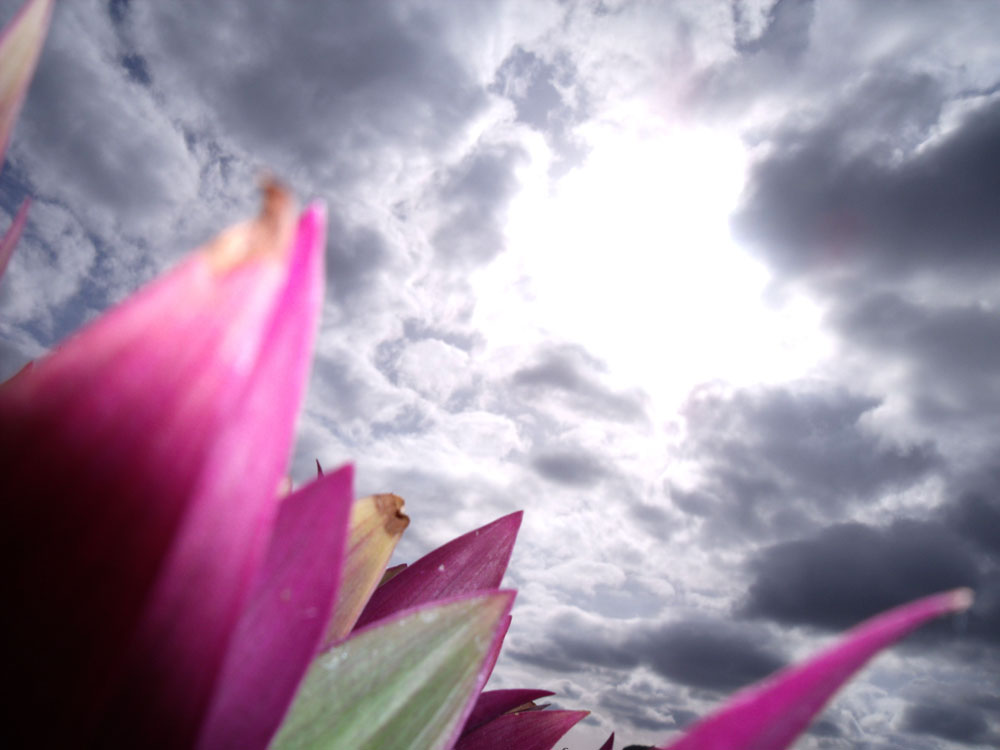 La flor iluminada