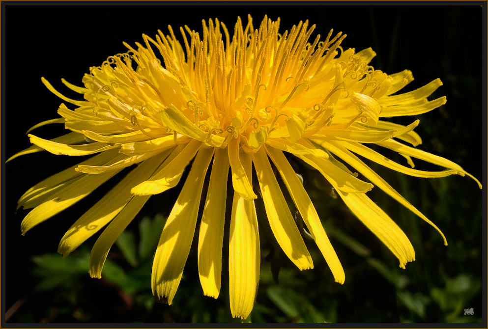 La flor más bella del mundo.......Die schönste Blume der Welt
