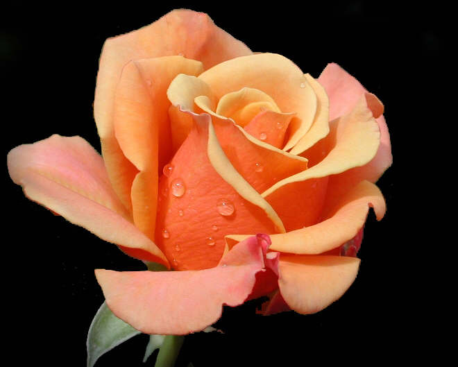 la flor más hermosa imagen foto naturaleza diversa naturaleza