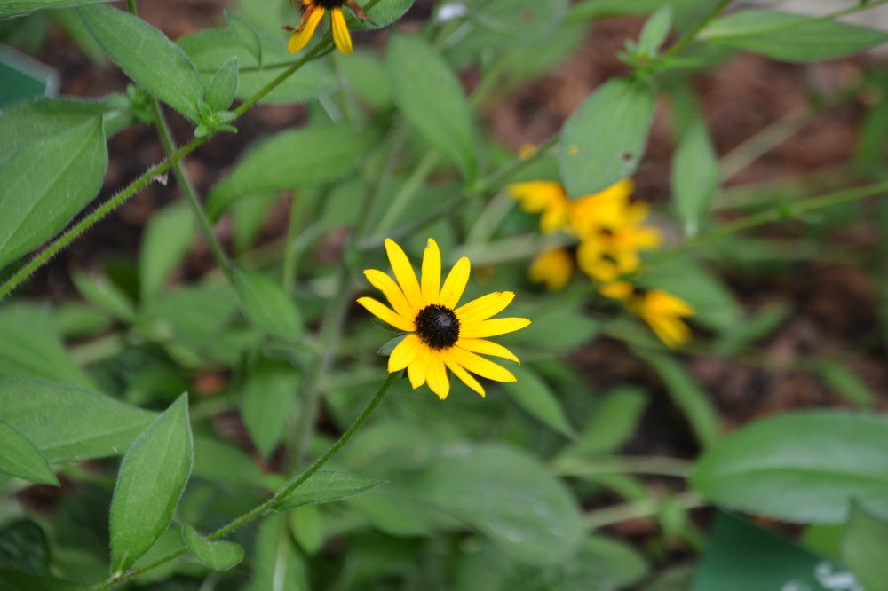 La flor perdida