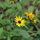 La flor perdida