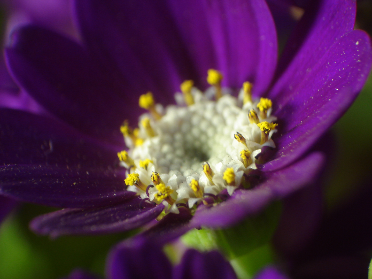 la flor que son muchas flores......