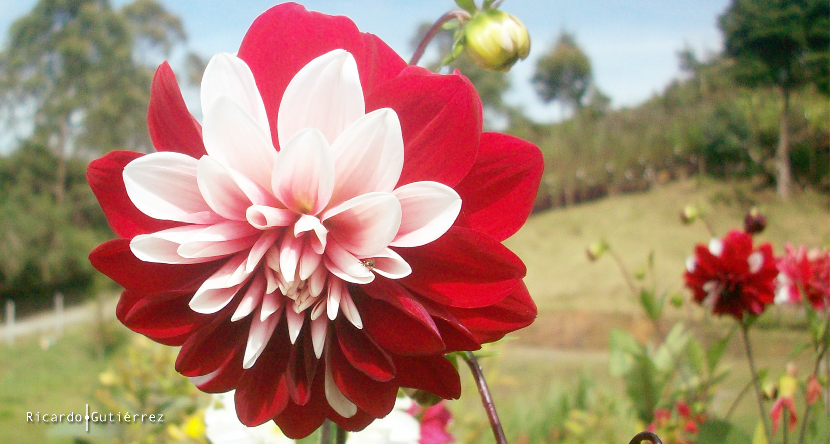 La flor, Rionegro-Colombia