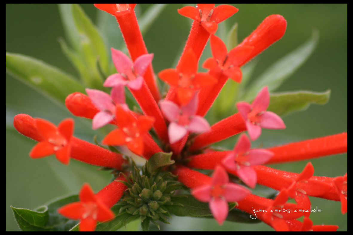 La flor roja