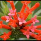 La flor roja