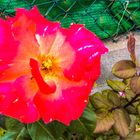 LA FLOR ROJA