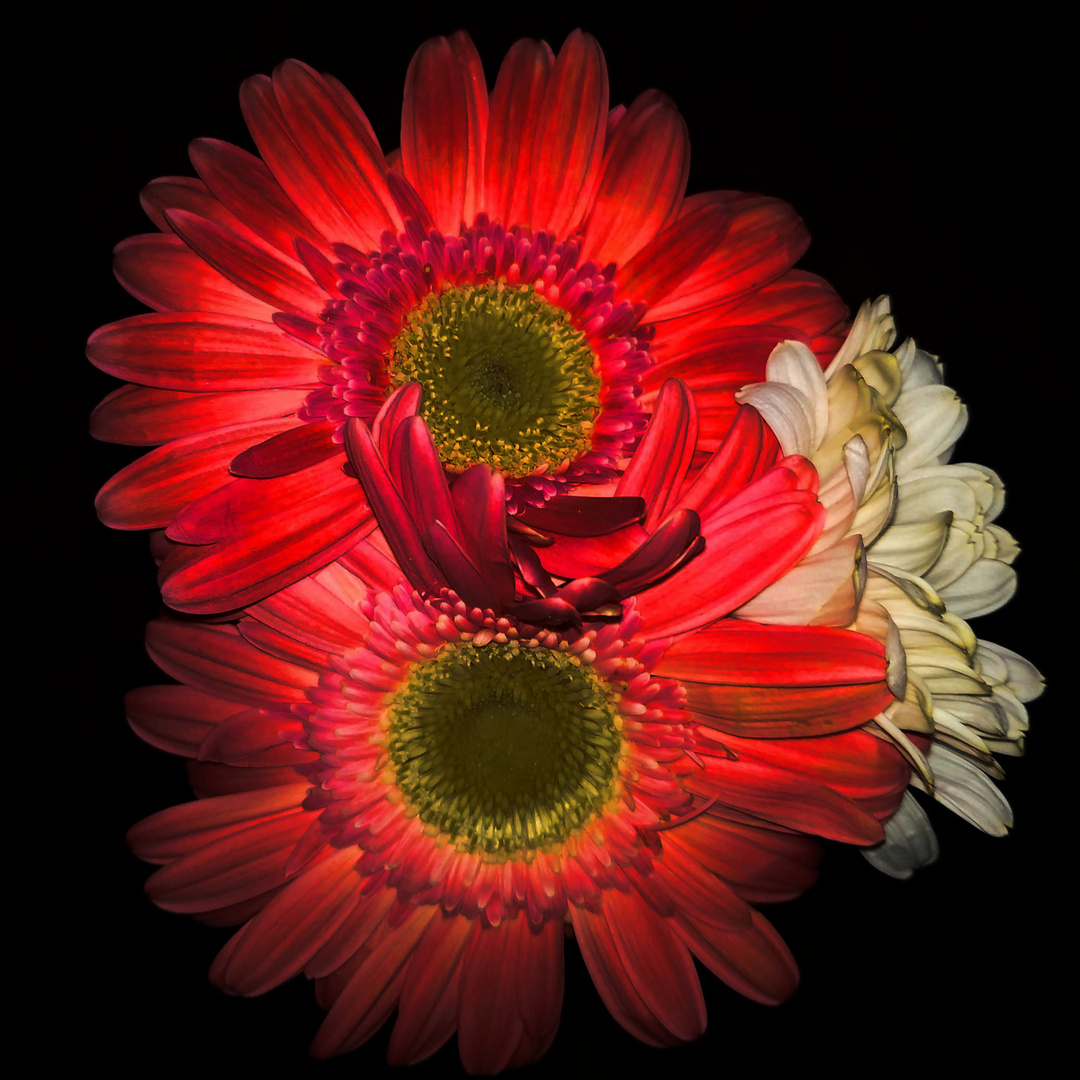 LA FLOR ROJA