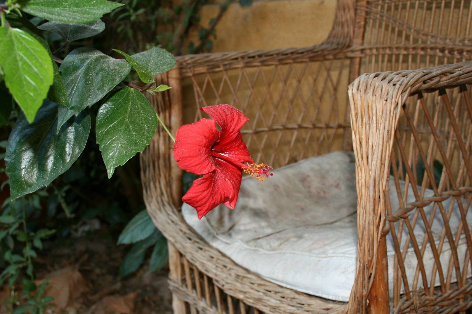 la flor sentada