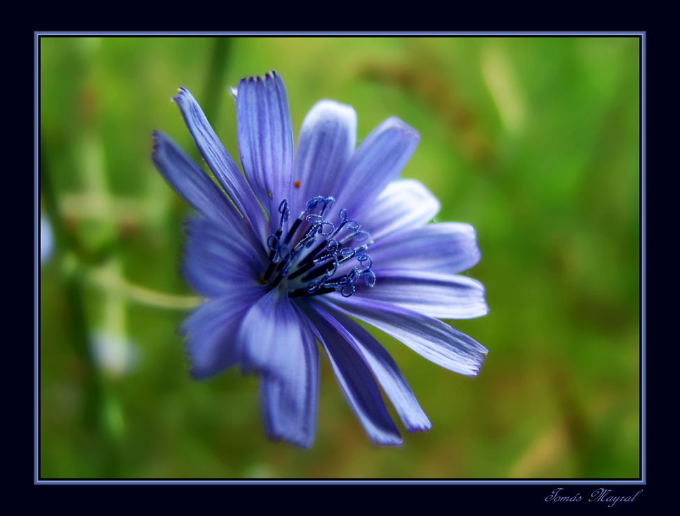 La Flor Violeta