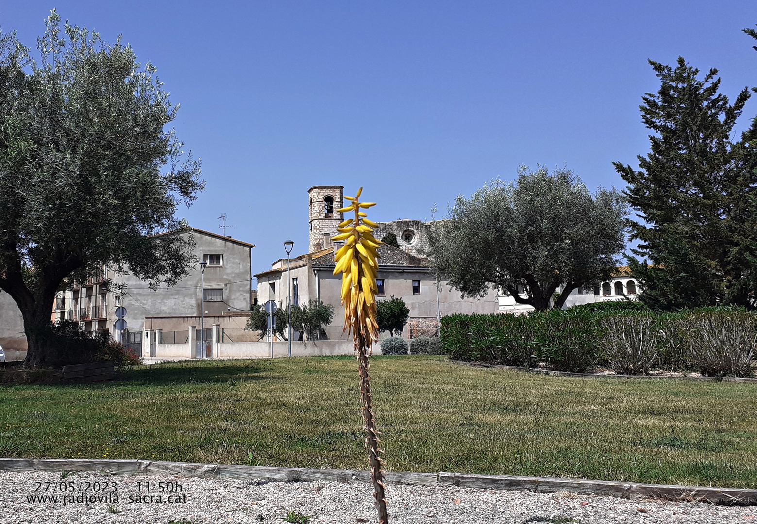 La flor y el campanar