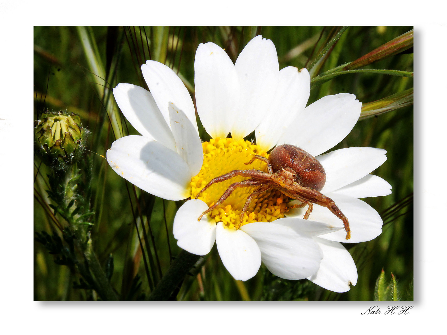 La flor y el inquilino.