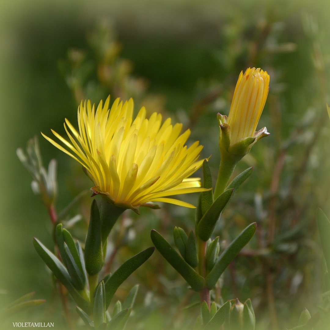 LA FLORCITAS AMARILLAS