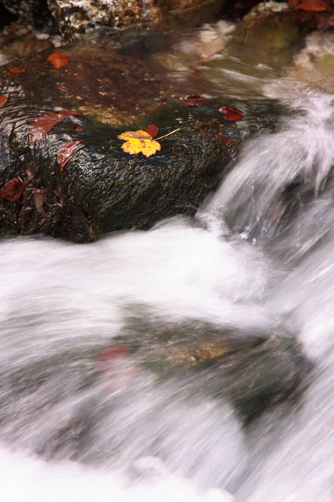 La foglia d'autunno