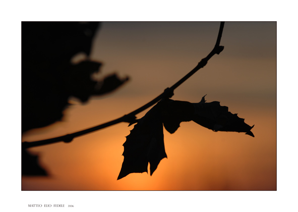 la foglia pipistrello