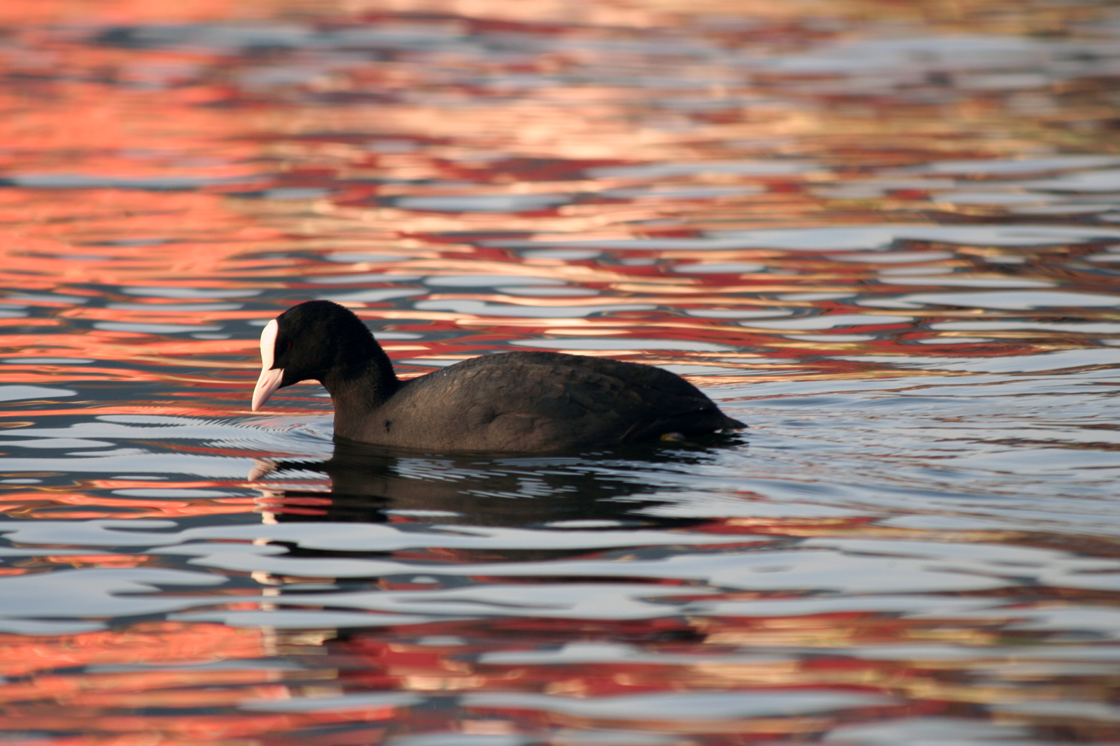 La Folaga nel lago rosso