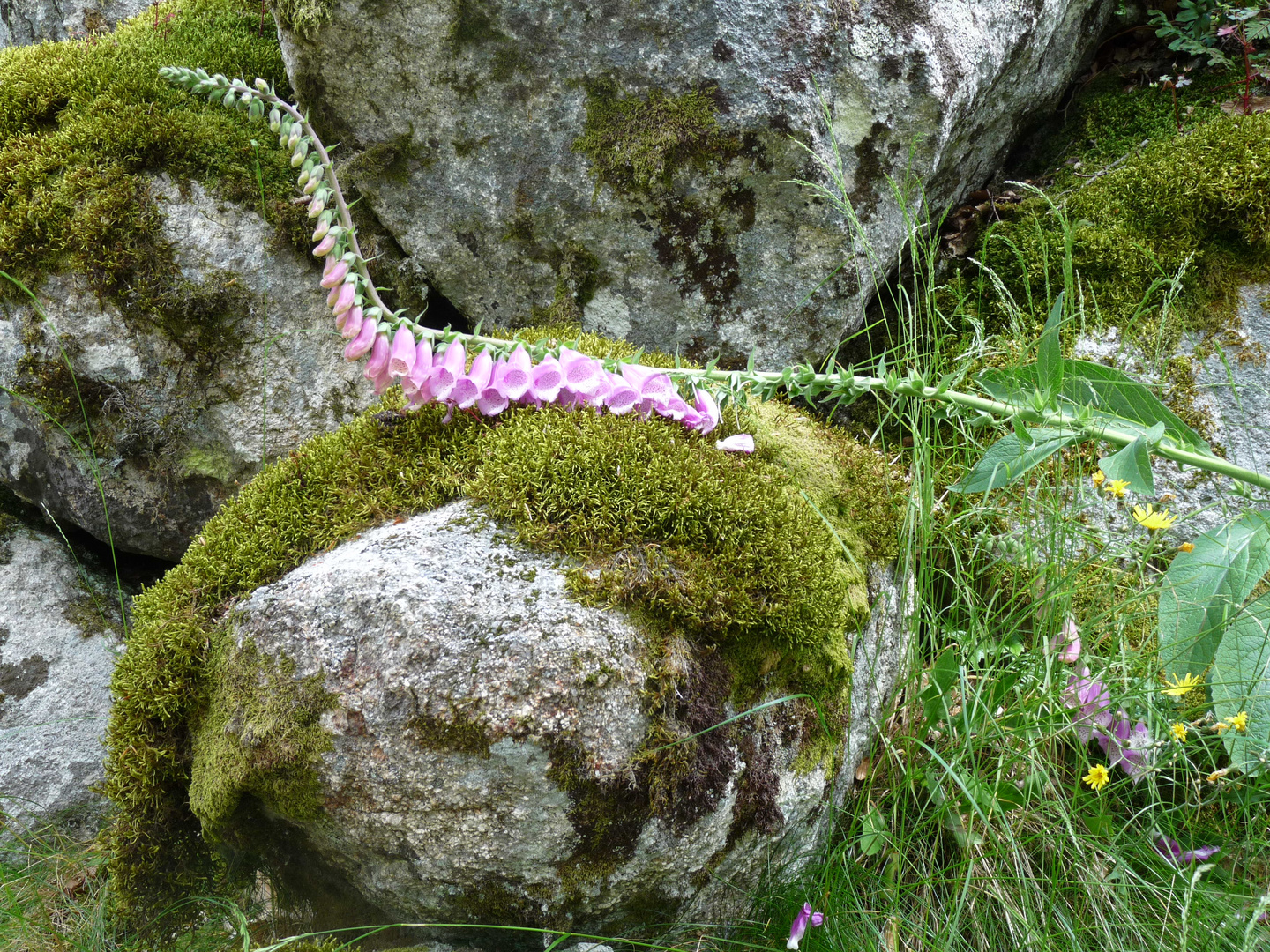 La force est dans la nature : la preuve !