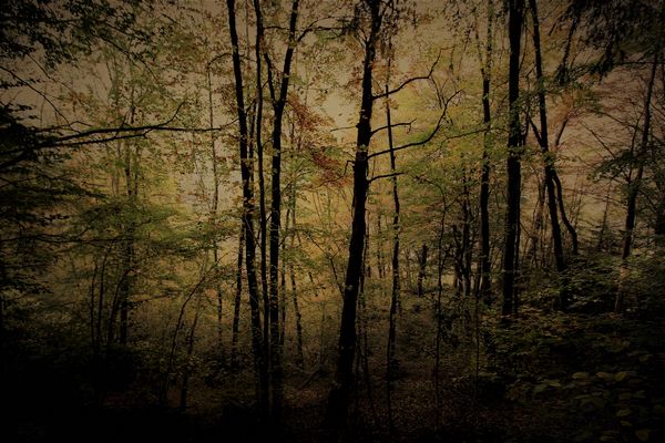 la foresta delle forme  mutanti 