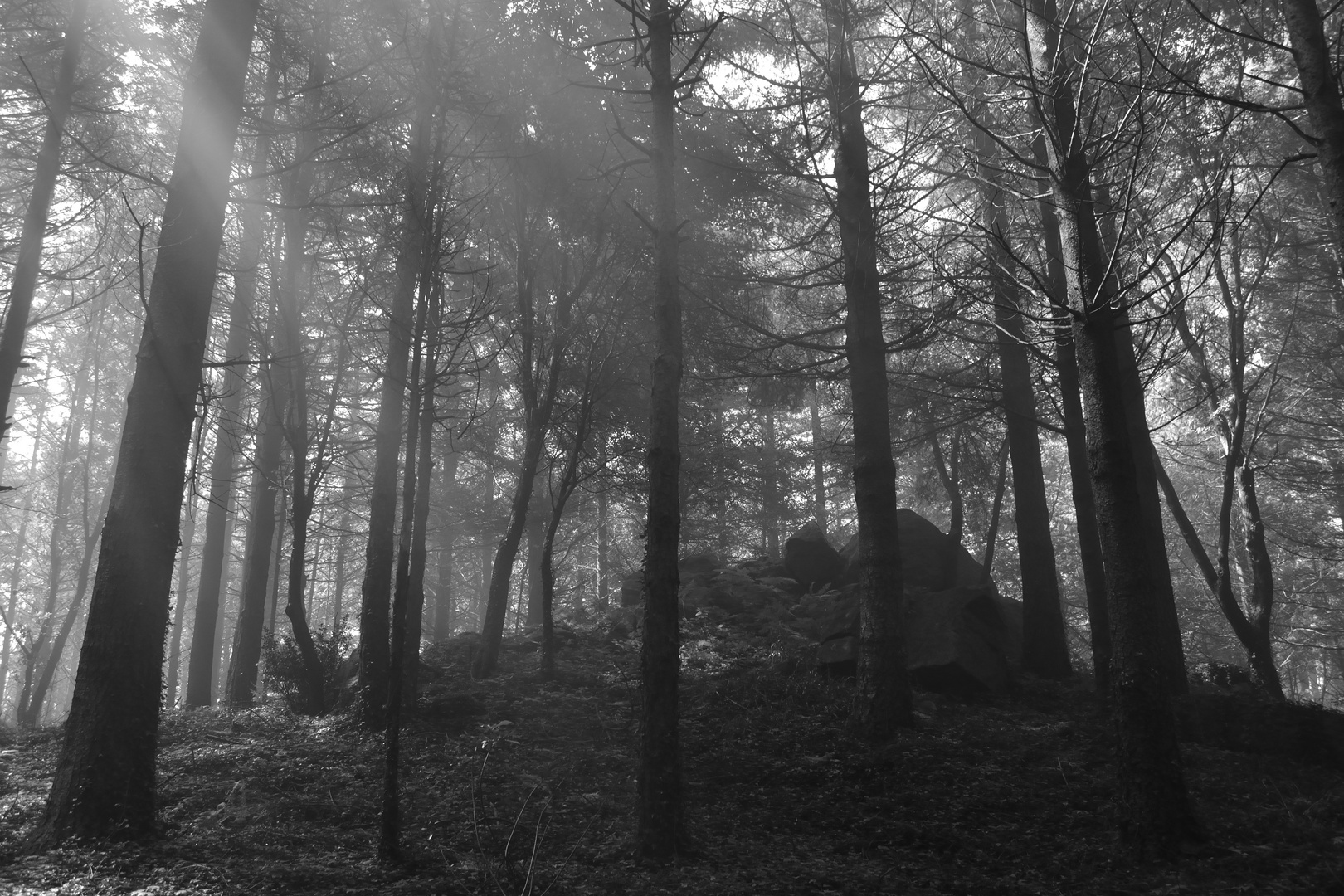 La foresta di Monte Coppari con massi granitici