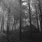 La foresta di Monte Coppari con massi granitici