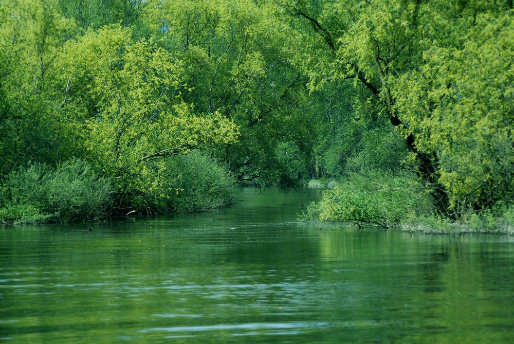 la foresta di smeraldo