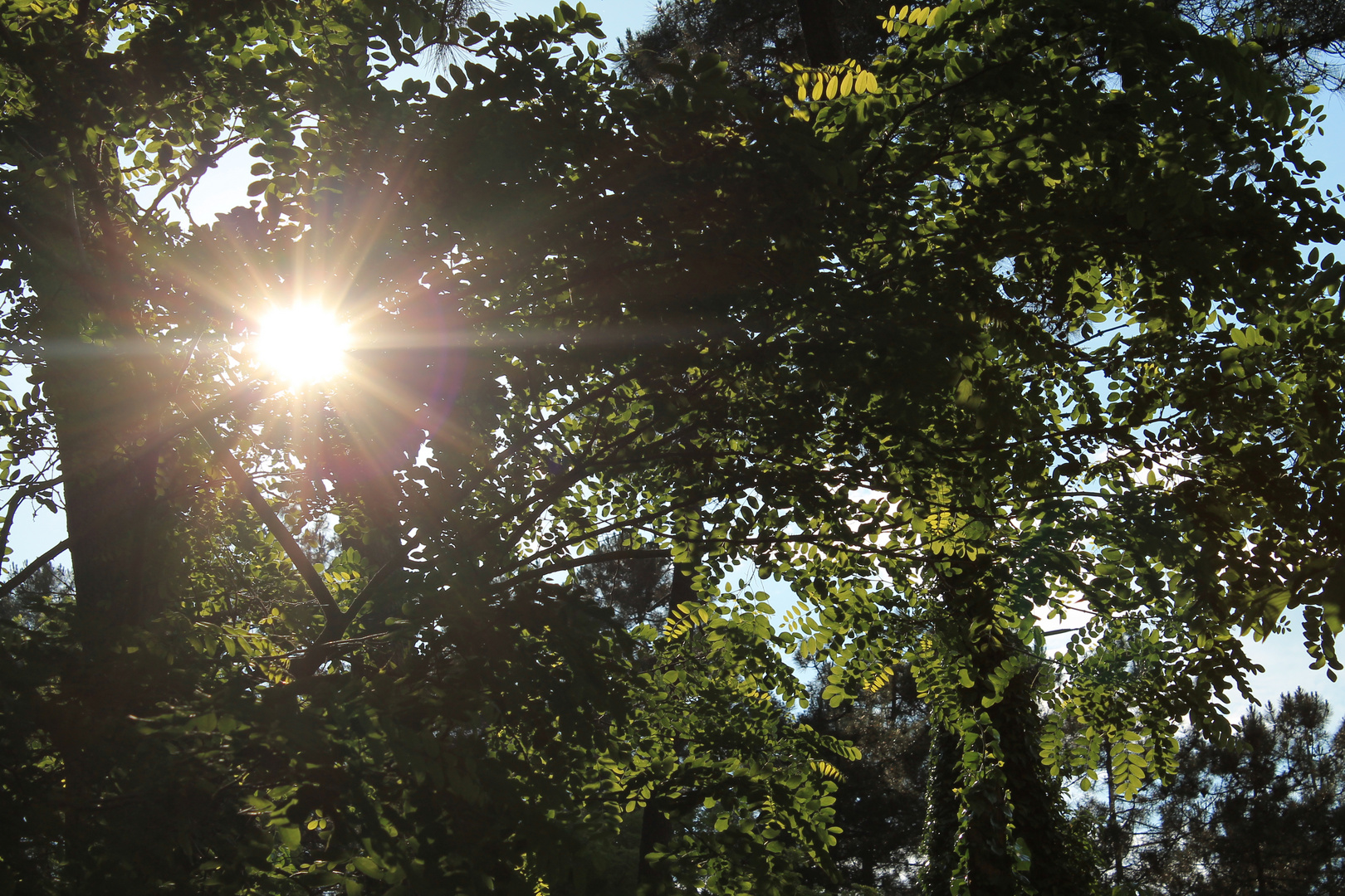 La Foresta Incantata