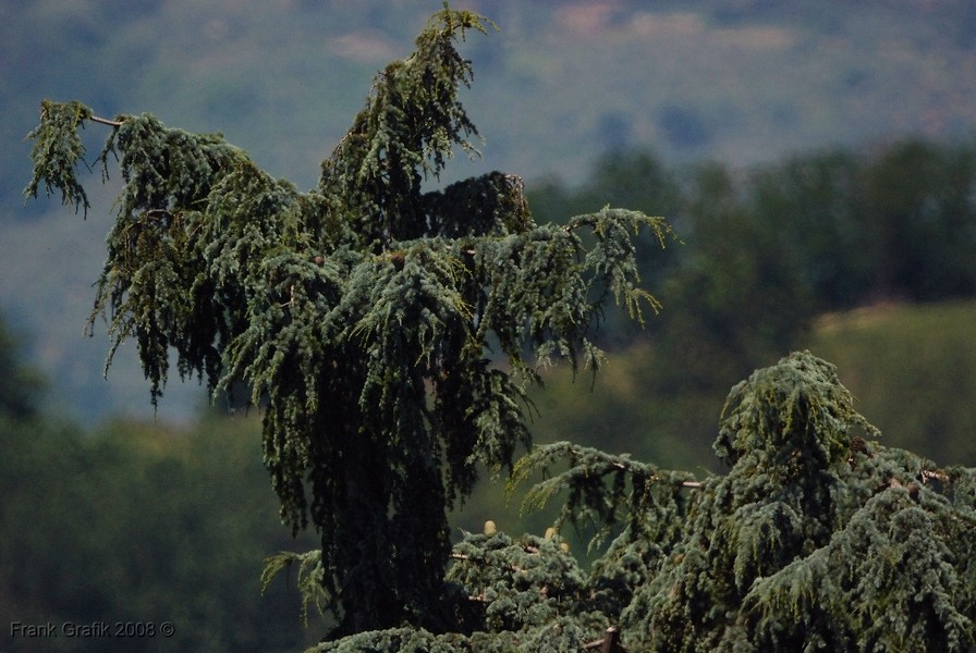 la foresta incantata.......