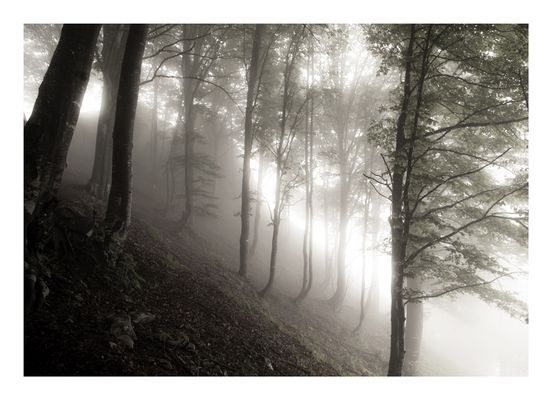 La foresta incantata