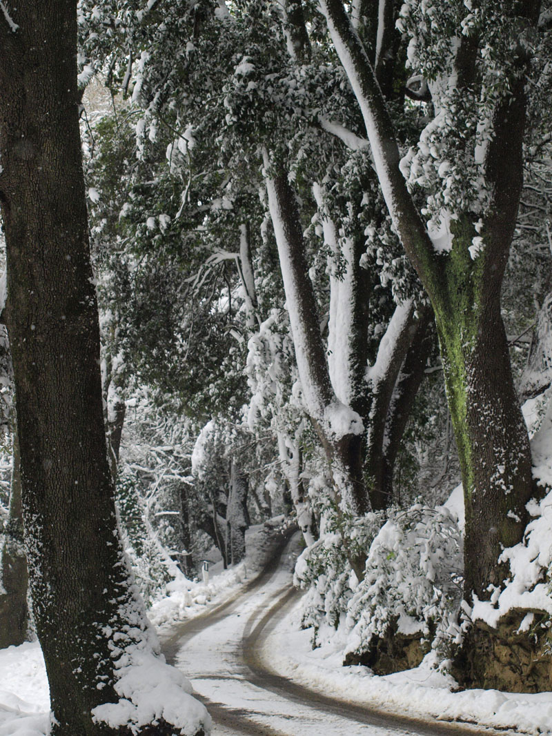 La foresta incantata