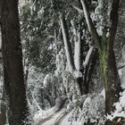 La foresta incantata