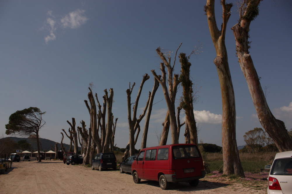 La foresta violata