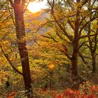 La foret à Biriatou