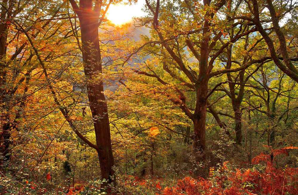 La foret à Biriatou