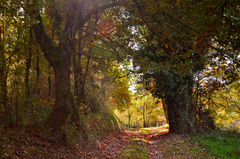 La foret de Douzillac (Dordogne)