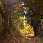 La foret de Douzillac (Dordogne)