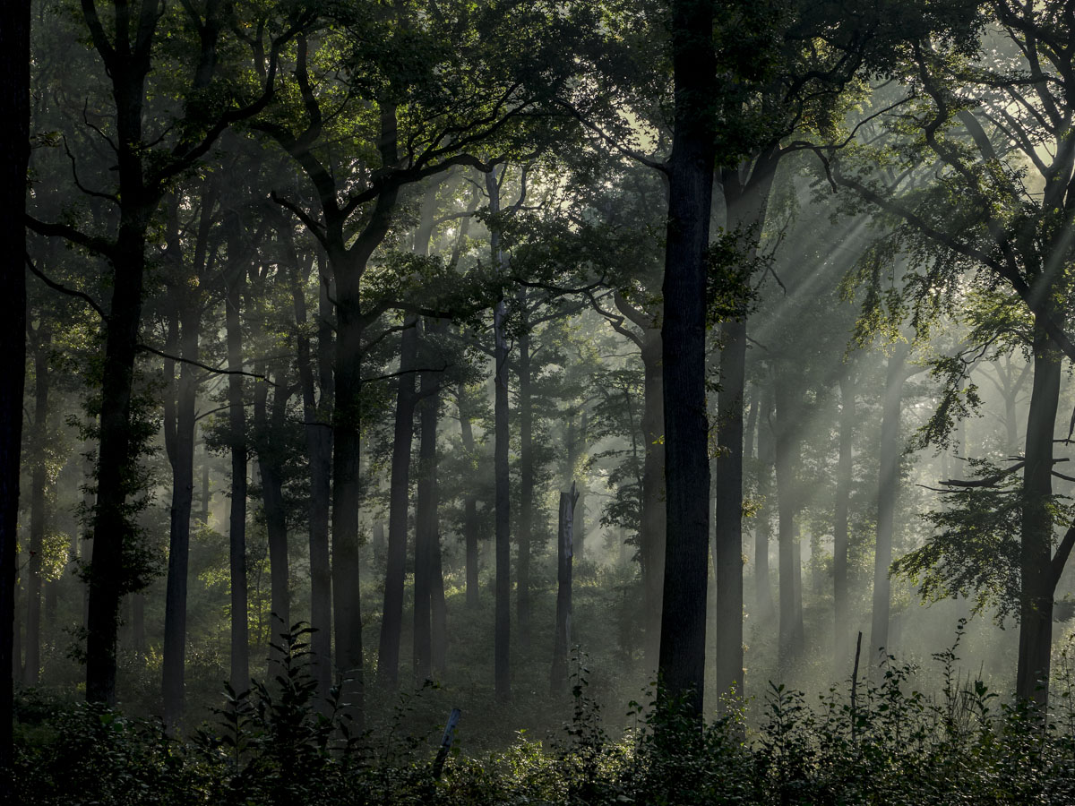 La foret de l'Isle Adam