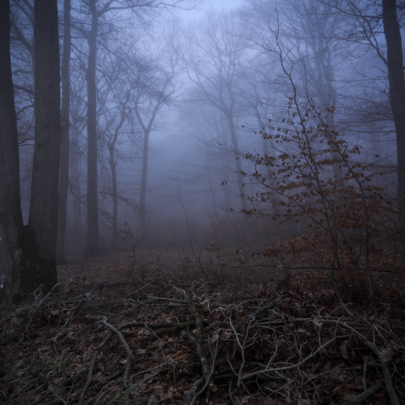 La foret de l'Isle Adam