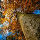 La foret de l'Isle Adam à l'automne