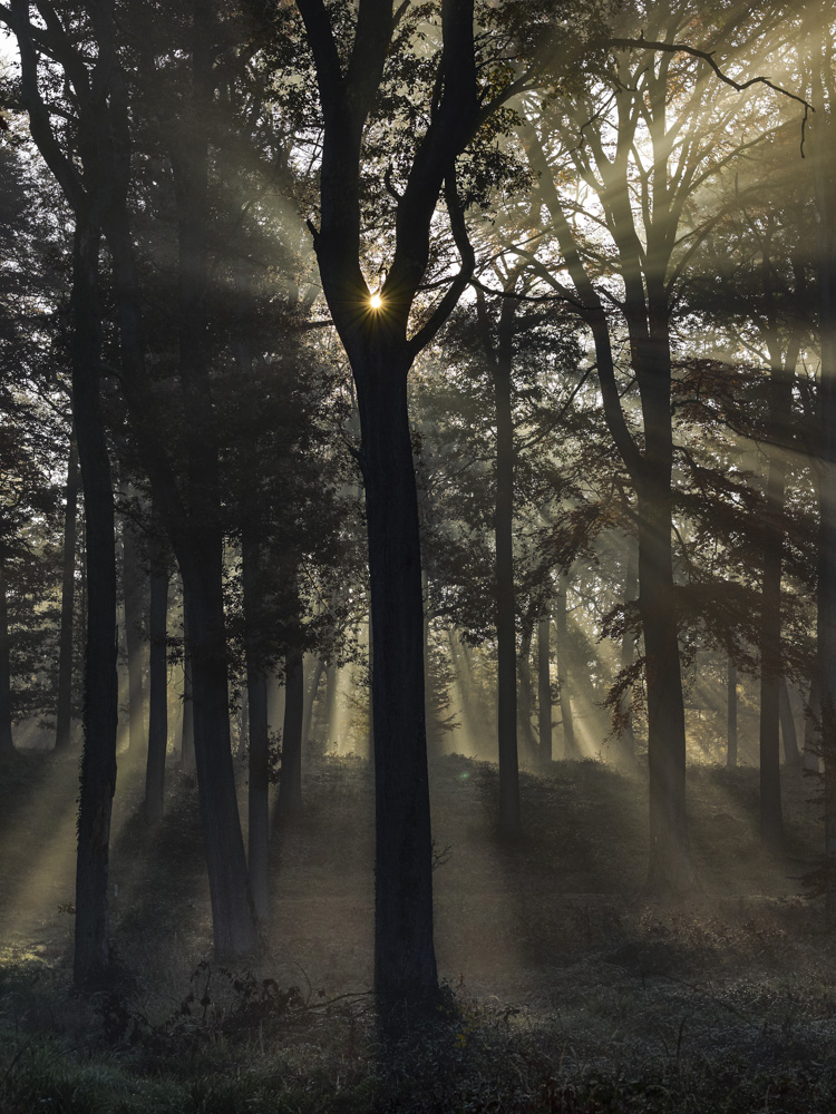 La foret de l'Isle Adam à l'automne