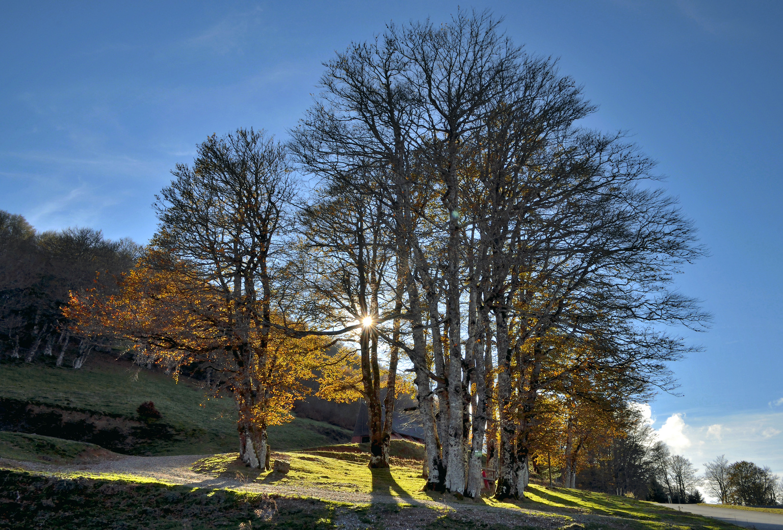 la foret d'iraty