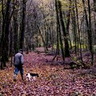 La foret du chasseur