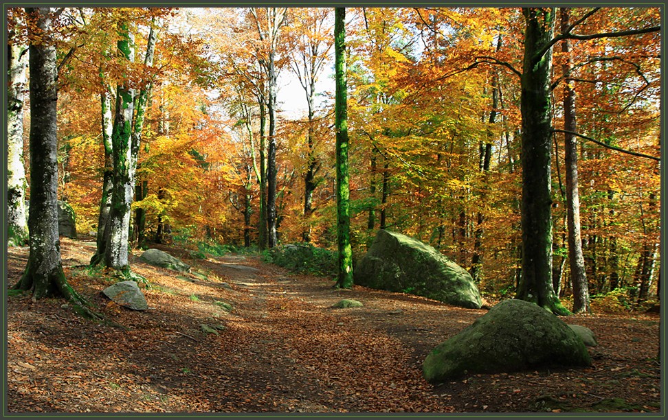 LA FORET DU SIDOBRE