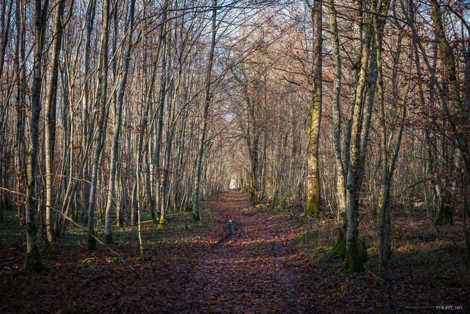 LA FORET EN AUTOMNE