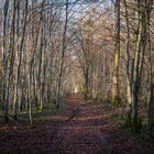 LA FORET EN AUTOMNE