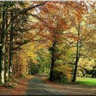 LA FORET EN HABIT D'AUTOMNE