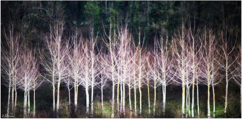 la foret en hiver..