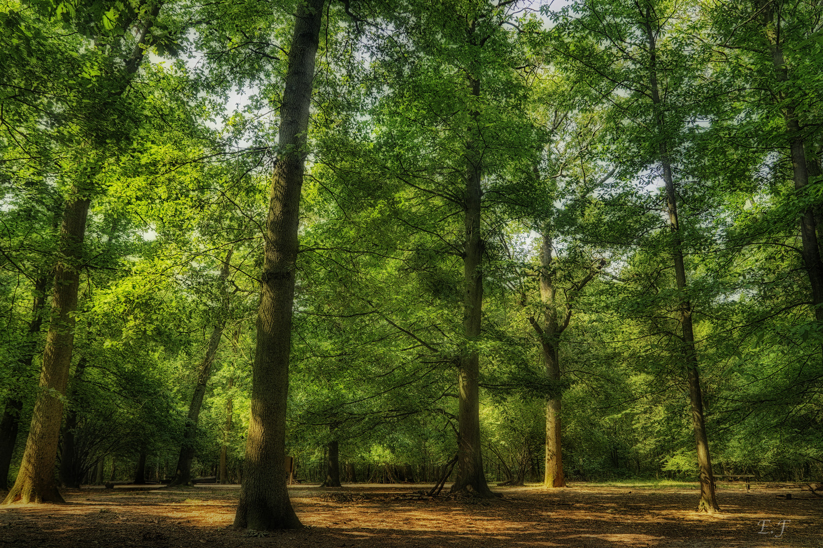 La Foret Enchantée 