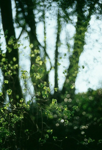 La foret feerique