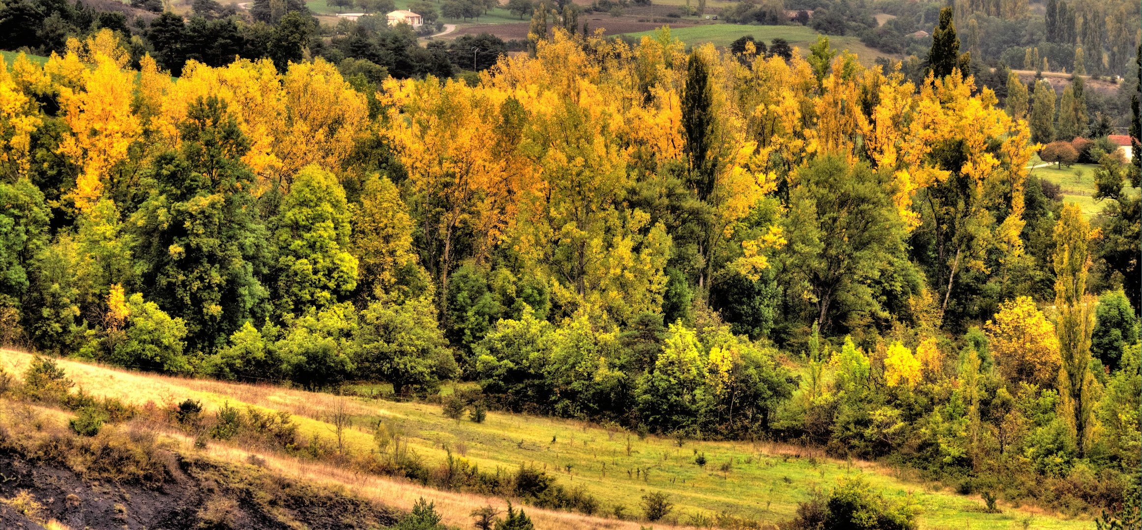 LA FORET JAUNE 