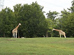 "La forme la plus élevée de la vie animale est la girafe."