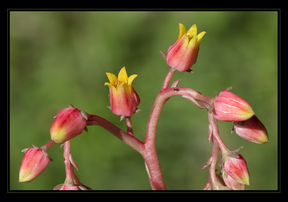 La formichina e il suo giardino incantato